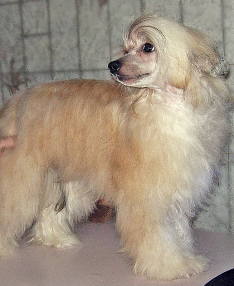 Китайская хохлатая пуховая