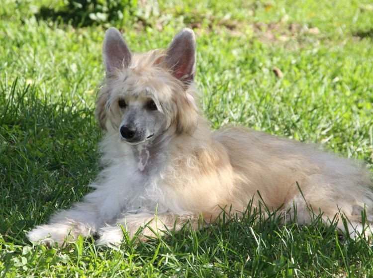 Китайская хохлатая пуховка