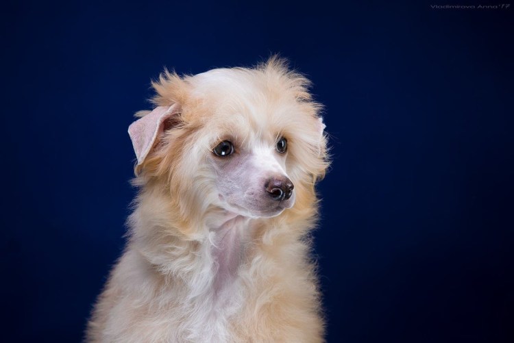 Китайская хохлатая Пухова