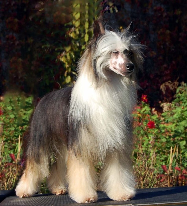 Китайская хохлатая пуховка