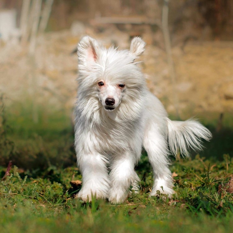 Китайская хохлатая пуховая