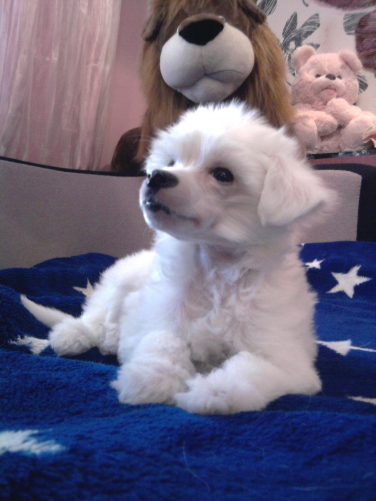 Груминг китайской хохлатой пуховки