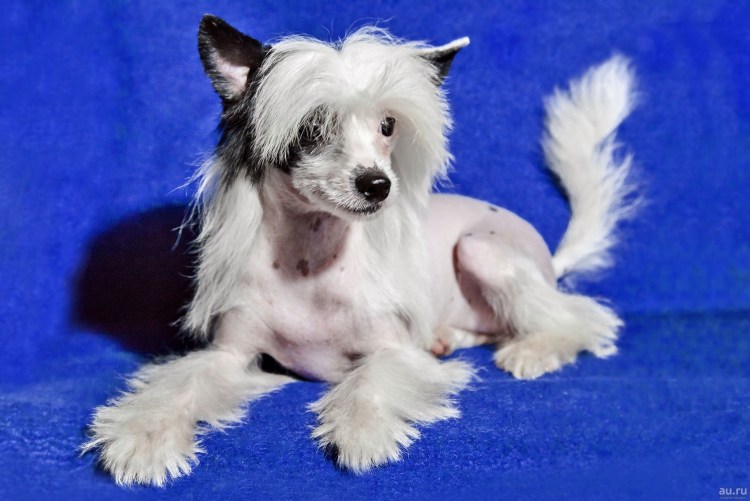 Китайская хохлатая пуховая собака