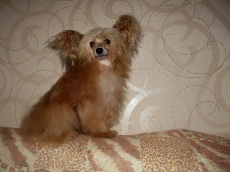 Китайская хохлатая