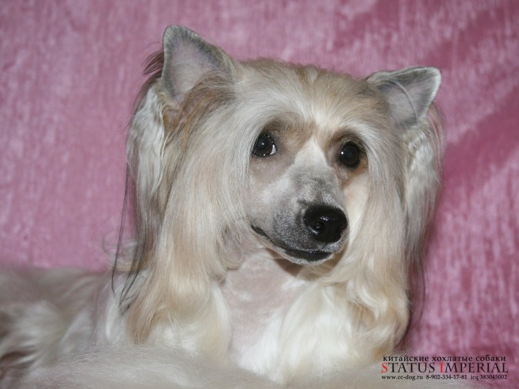 Китайская хохлатая пуховая и лысая