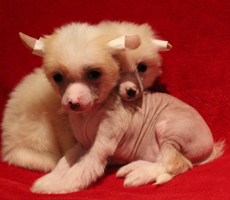 Китайская хохлатая пуховая