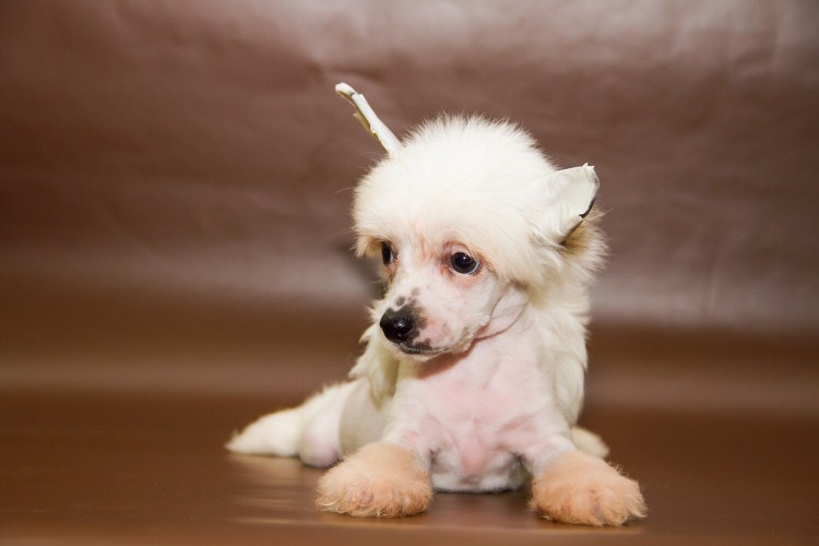 Китайская хохлатая