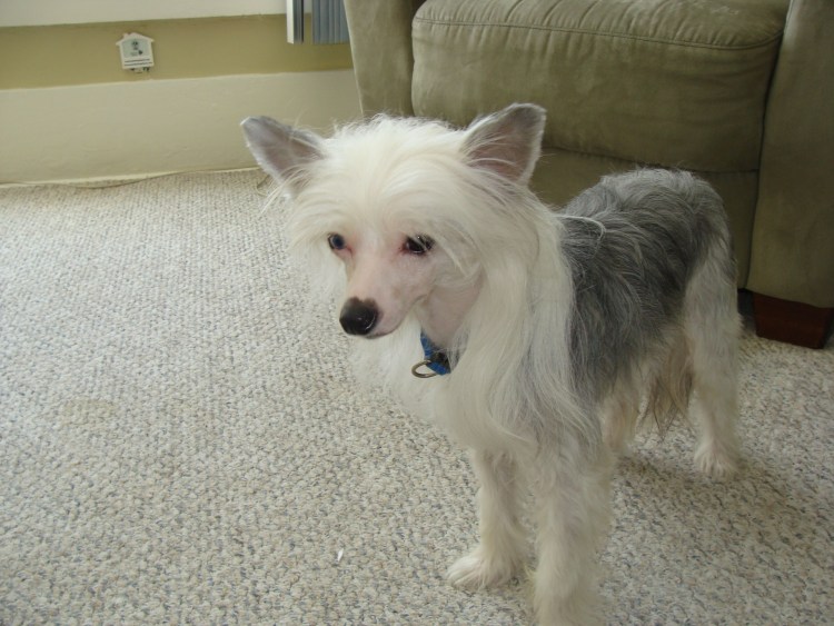 Китайская хохлатая болонка