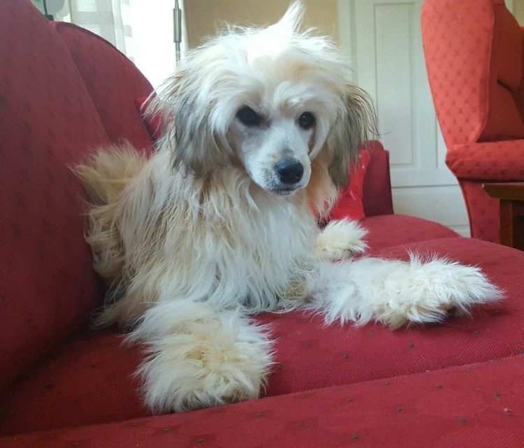 Китайская хохлатая пуховая