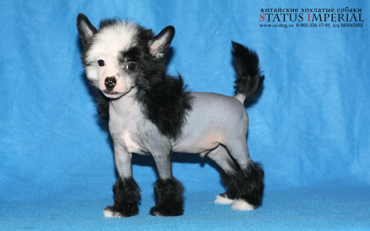 Китайская хохлатая пуховая