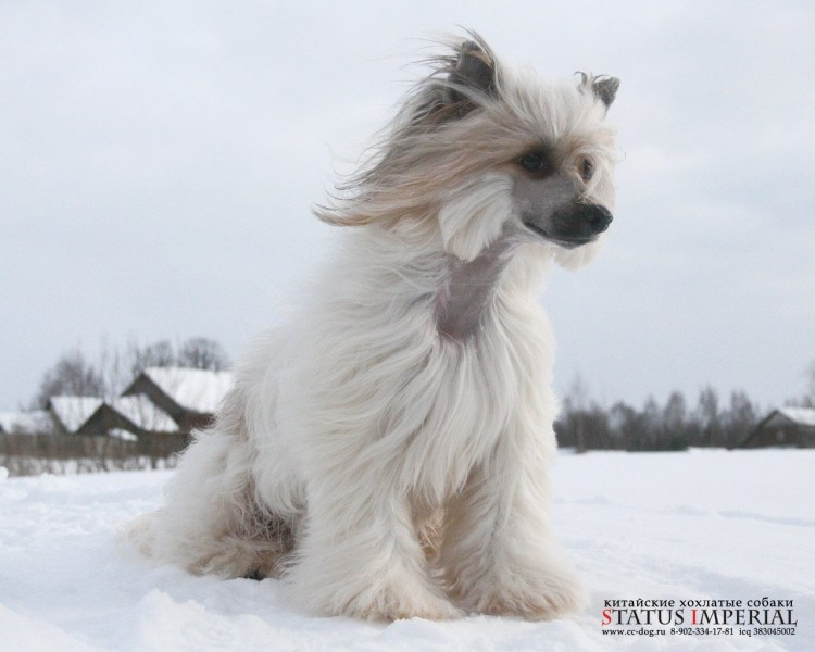 Китайская хохлатая пуховая выставка