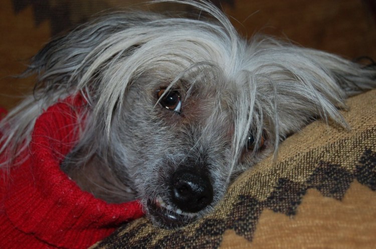 Китайская хохлатая собака паудер-Пафф