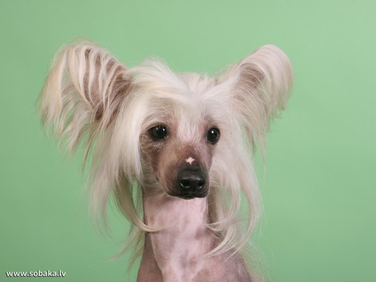 Пуховая китайская хохлатая щенок 2 мес