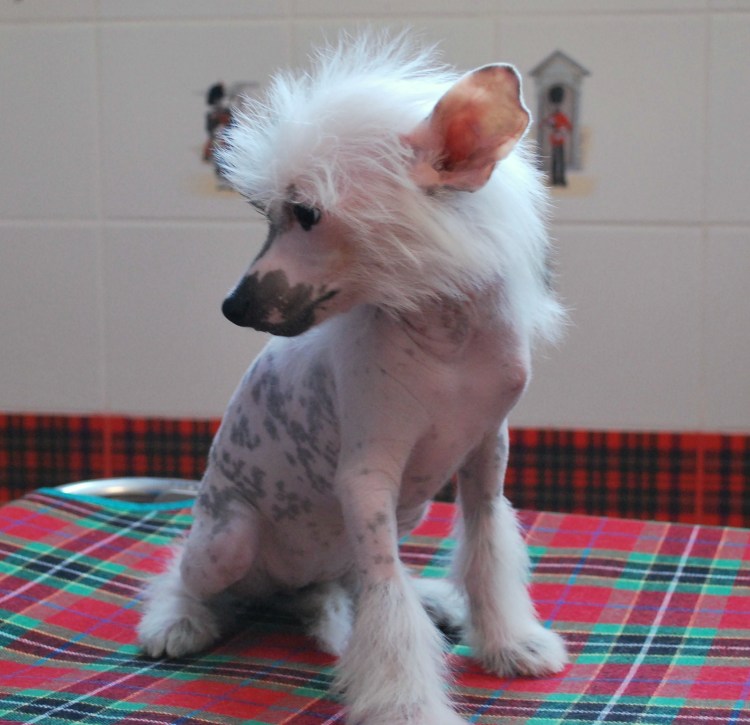 Китайская хохлатая пуховая