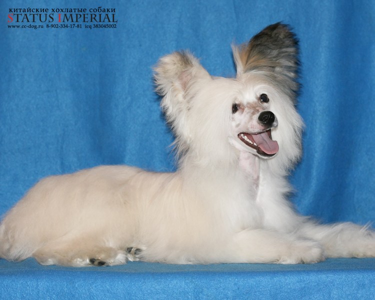 Китайская хохлатая
