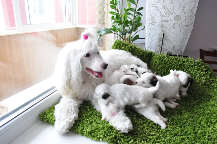 Китайская хохлатая щенок новорожденный пуховка