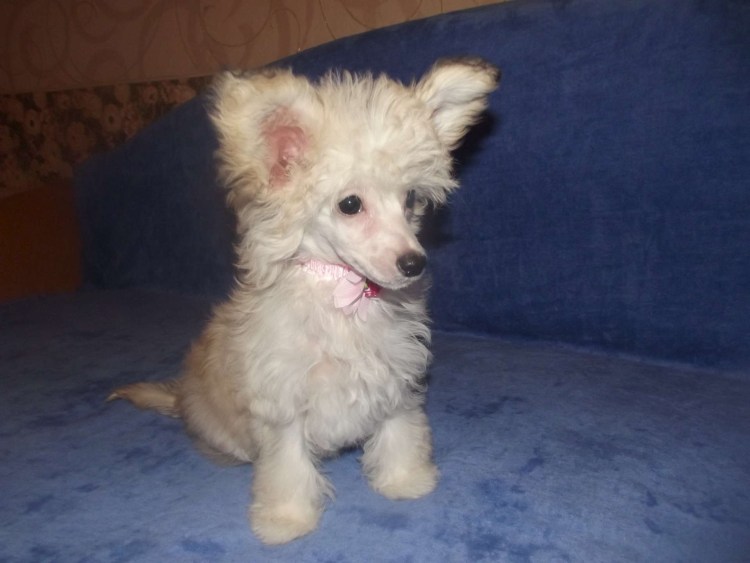 Китайская хохлатая собака пуховая черная