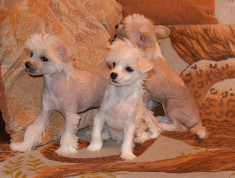 Китайская хохлатая пуховка