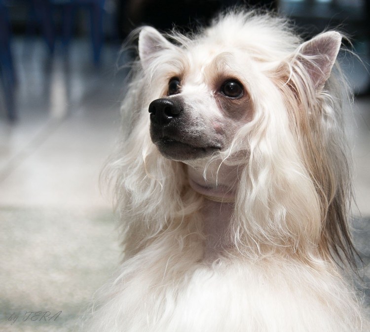 Китайская хохлотая Пухов