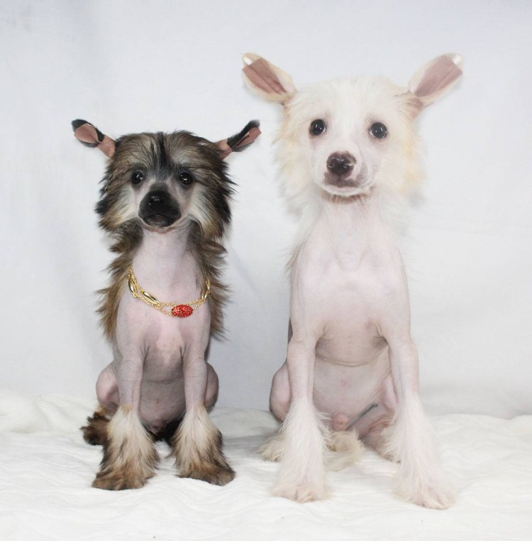 Китайская хохлатая пуховая