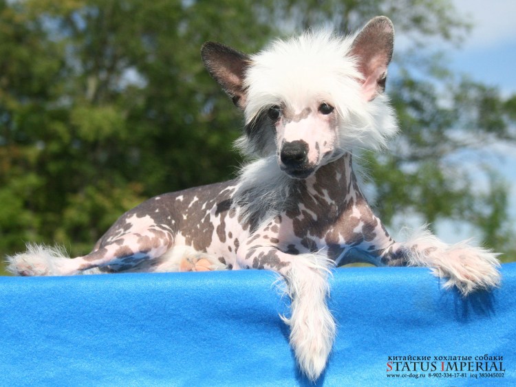 Китайская хохлатая болонка