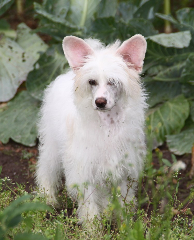 Щенок китайской хохлатой пуховка