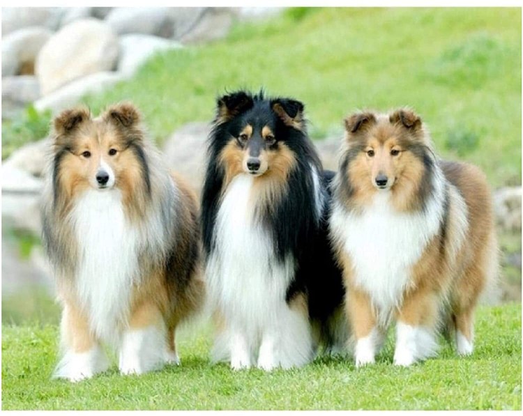 Шотландская колли длинношерстный