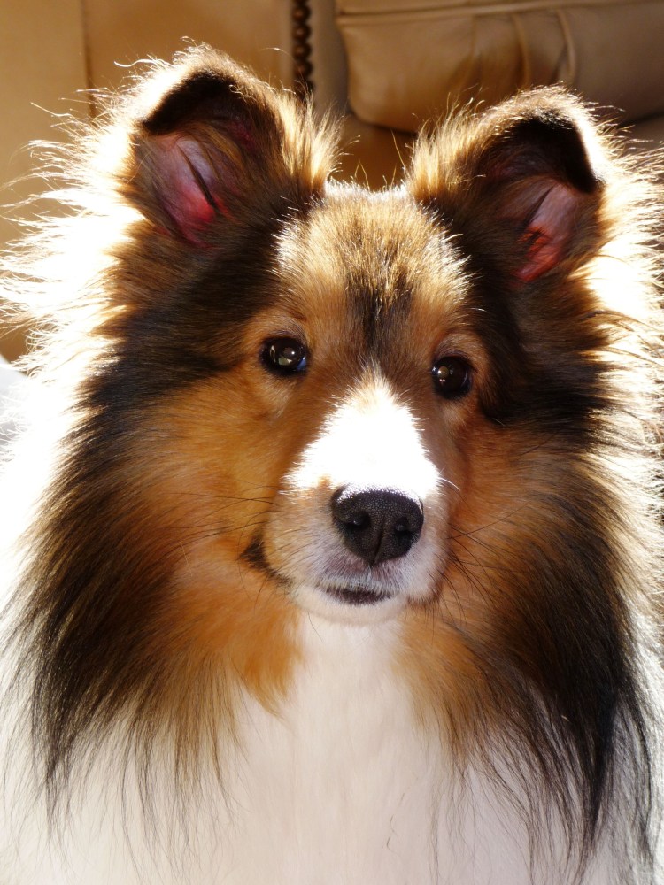 Колли порода собак щенки