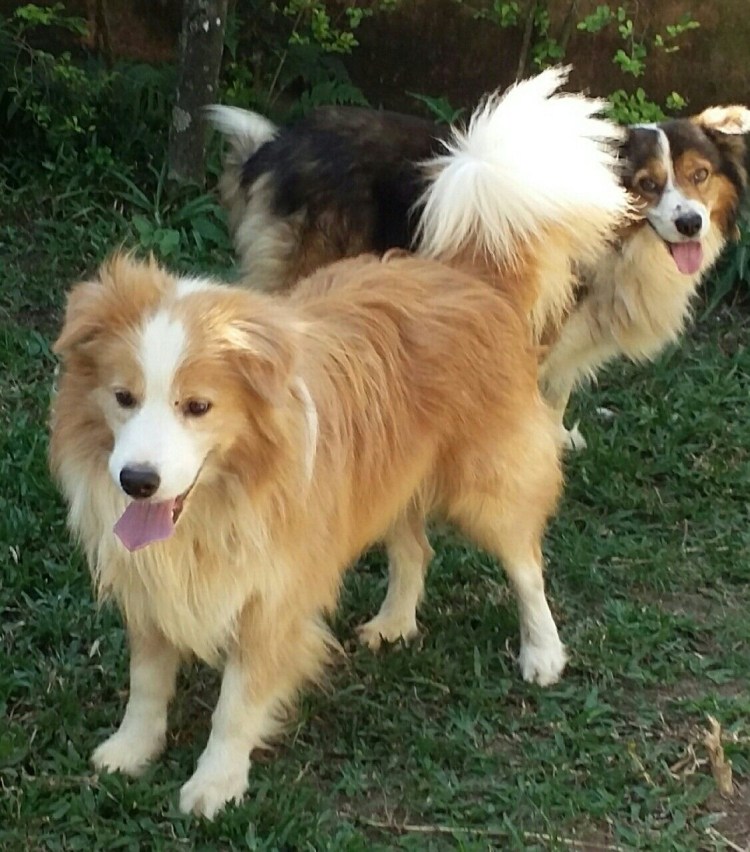 Бордер колли черный