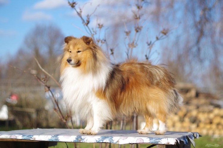 Колли и лиса