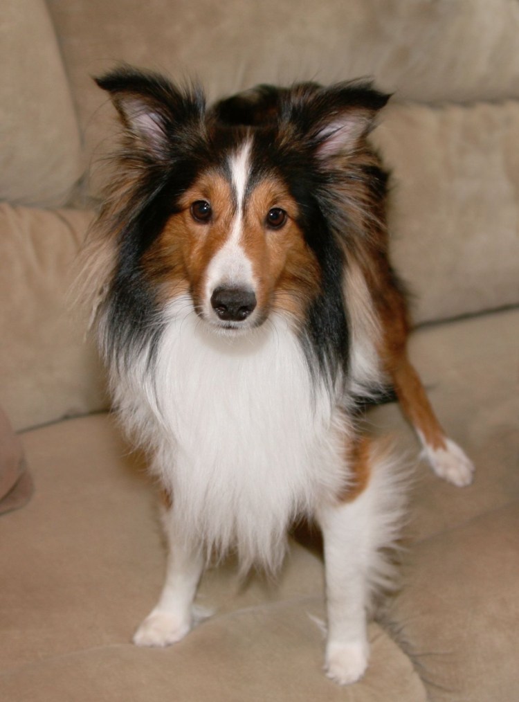 Карликовая колли шелти