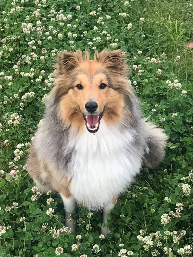 Шетландская овчарка шелти