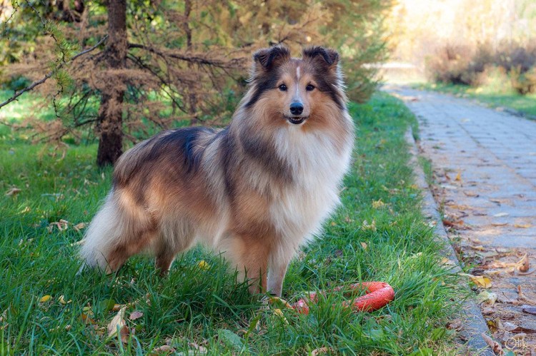 Шотландская овчарка шелти