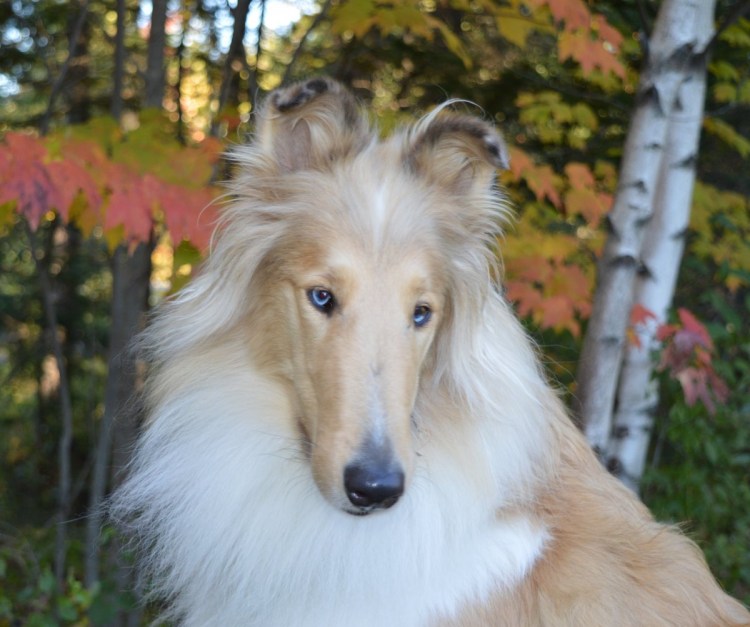 Мини колли собака