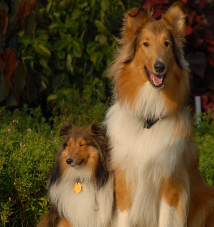 Колли шелти бордер колли