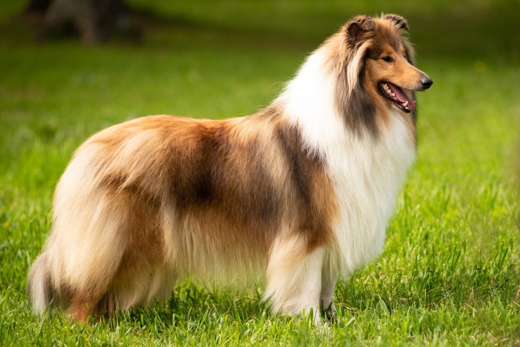 Колли Свит Эмбер Дрим