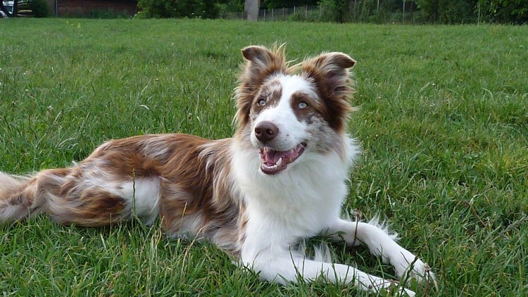 Шотландская овчарка шелти