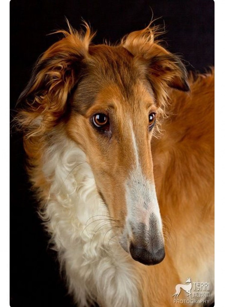 Пастушья собака шелти