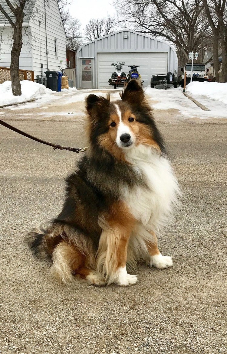 Шотландская овчарка шелти