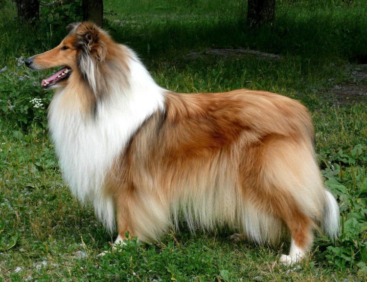 Бордер колли мрамор