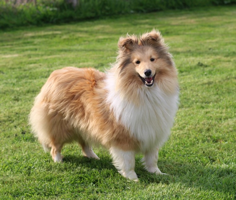 Шетландская овчарка шелти