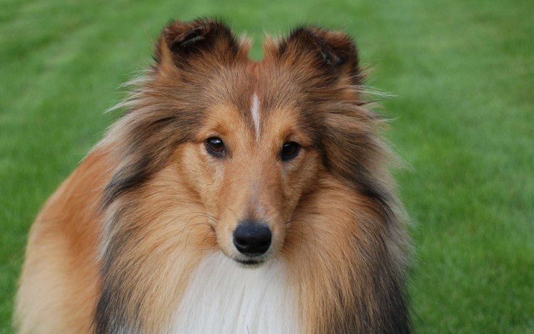 Щенок шелти 1 месяц