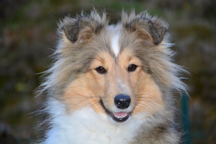 Шелти длинношерстная