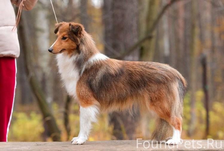 Шотландская овчарка шелти