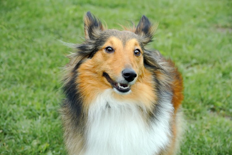 Шотландская овчарка шелти