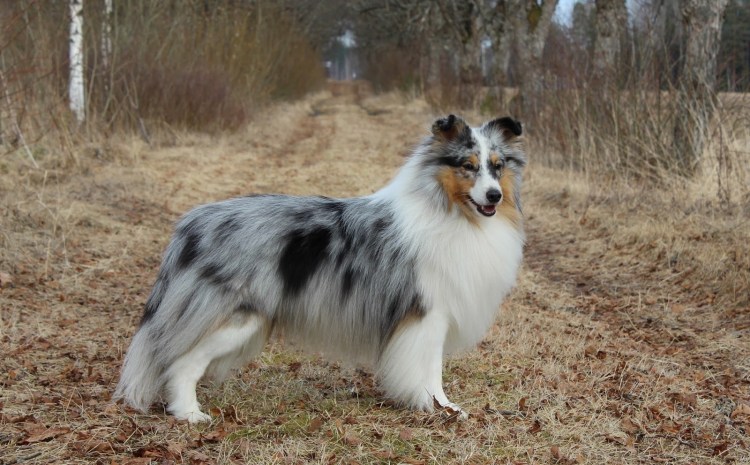 Шелти Блю Мерль