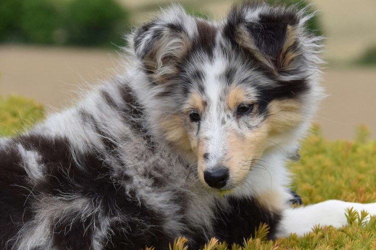 Швейцарская колли