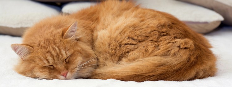 Идиопатический цистит у кошек