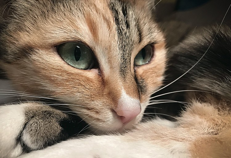 Одноглазый котенок