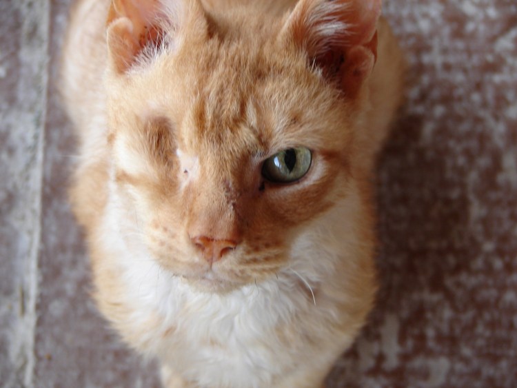 Энтропион век у Мейн куна